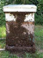 Giresundan satılık sahibinden 15 kovan arı