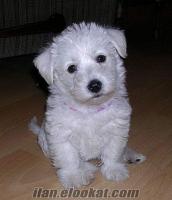 white terrier