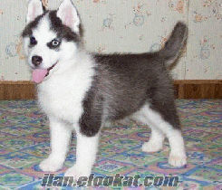 ALMAN KURDU--SİBİRYA KURDU (HUSKY)YAVRUSU ARANIYOR...