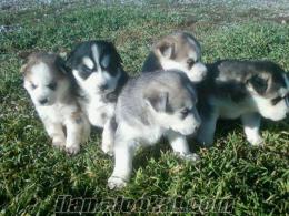 2 AYLIK HUSKY YAVRULARIMIZ 8 ADET SATILIR-TAKAS OLUR