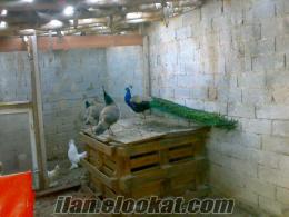 yavru tavus kuşu Konyada satılık tavus kuşu