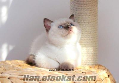 Çok özel renk British Shorthair, Safkan