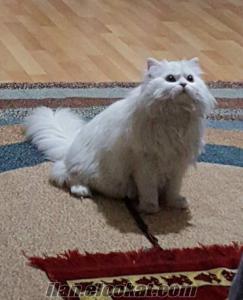 Ağrı'da satılık erkek chincilla kedi