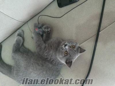 4 aylık british shorthair erkek