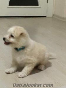 ankara köpek satışı Acil satılık terrier 2 aylık erkek