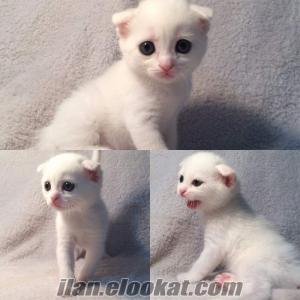 bursa kedi yavrusu Beyaz Scottish Fold Dişi yavrum