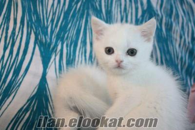 bursa kedi yavrusu Beyaz British Shorthair Yavrusu