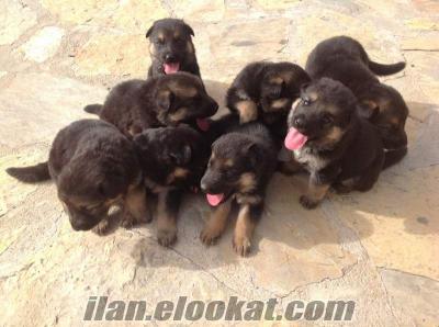 ege satılık köpek Satılık German Shepherd yavruları