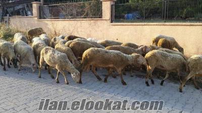 sahibinden satılık koyun Sahibinden Satılık Damızlık Kuzulu Koyun Sürüsü