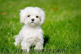 Maltese Terrier. Down sendromlu çocuk için arıyoruz :(