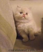2 aylık somon renkli yavru iran kedisi
