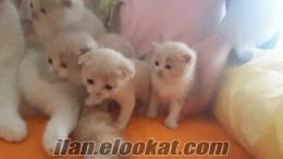 Anne altında British shorthair ve Scottish fold yavrular.