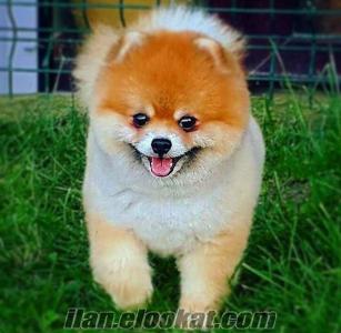 BOO DOG POMERANİAN