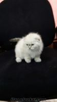 Scottish Fold Long hair yavru