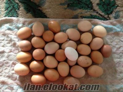 Altınova köy yumurtası