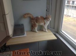 Chinchilla Ankara melezi dişi yavru kedi