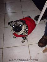 Yetiskin BİR ERKEK BİR DİSİ PUG MOPS