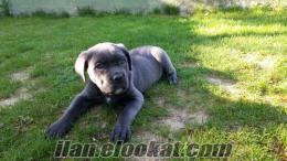 Cane corso yavrularımız