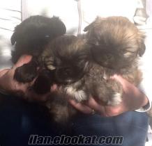 Pedigree pekines puppies for sale marmaris