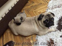 PUG MOPS YAVRULARİ İRK GARANTİLİ