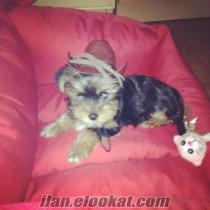 İstanbulda yorkshire terrier