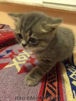 İstanbuldan satılık chinchilla ve British shorthair karışımı 2 tane yavru kedi