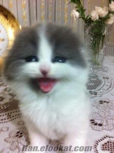 Safkan satılık scottish fold yavru kedi