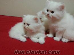 Satılık süt beyazı mavi gözlü chinchinchilla iran yavru kedileri