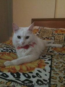 Ankara kedisi Dişi 2 Yaşında
