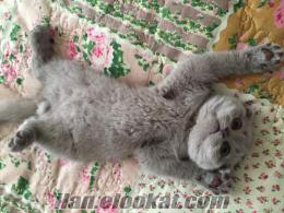 Scottish Fold yavru ( ev ortamından )