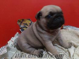 ANNE ALTİNDAN SAGLİKLİ PUG MOPS BEBEKLER