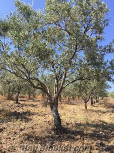 30 yaşında Zeytin ağacı (tirilye) satılıktır. 100 adet