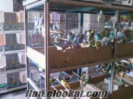 Yerli üretim yavru muhabbet kuşu 12, 5 tl