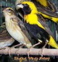KONYADAN SATILIK çuha kuşları yellow bi shop