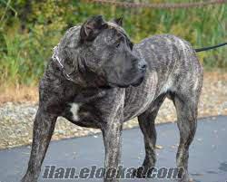 PRESA CANARIO DİŞİ 7 AYLIK