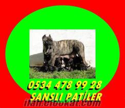 PRESE CANARYOLAR ŞANSLI PATİLER DE