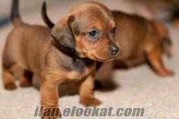 SOSİS KÖPEK DACHSHUND YAVRULAR