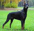 DOBERMAN- HUSKY- ROTWEİLLER KÖPEK ARIYORUM