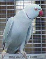 satılık mavi pakistan papağanı
