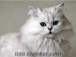 ücretsiz yavru iran kedisi veya british shorthair arıyorum !!