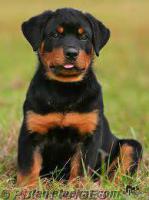 yavru rottweiler alınacaktır