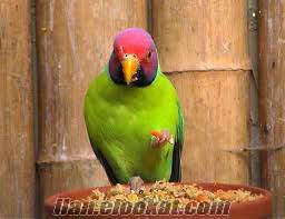 erik baş papağan - plum headed parakeet