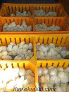 kıvırcık tavuklar Etlik Beyaz Ve Siyah Hindi pekin ördek ve kaz çeşitleri toplu satış