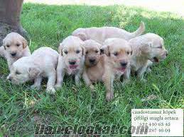 SAFKAN GOLDEN ROTTWEİLER YAVRULARI