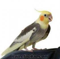 Bursada satılık sultan papaganı ve muhabbet kuşları