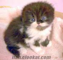 antalyada scottish fold, short hair veya chincilla kedi arıyorum...