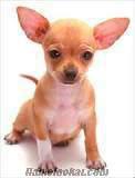 Chihuahua cinsi köpek arıyorum.fiyatı ucuz ve ankara içinde istyrm