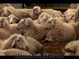 satılık kıvırcık koyun kastamonu araç tuzaklı köyü toptan ve satılık yanında kuzulu 50 adet koyun
