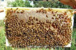 kovanlı kovansız arı satısı