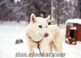 Husky(sibirya kurdu) maskeli yada safkan beyaz